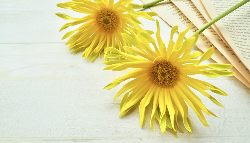 Υư̮ĤäɤΤ褦ʾ֤ѤŬ