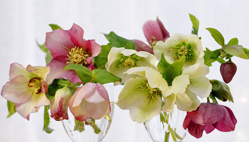 ˹Τͤ籸¥졼ˡŪʸɬס